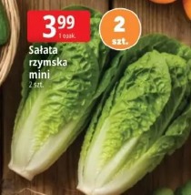 Sałata rzymska mini