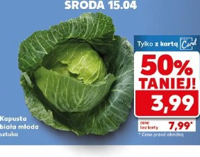Kapusta biała młoda