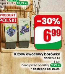 Krzew owocowy borówka