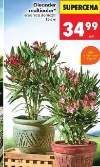 Oleander multicolor