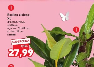 Roślina zielona XL