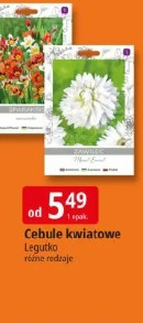 Cebule kwiatowe Legutko