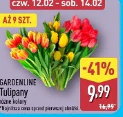 Gardenline Tulipany