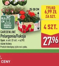 Gardenline Pelargonia/Fuksja
