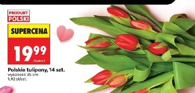 Polskie tulipany, 14 szt.
