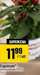 Capsicum średnica doniczki 10.5 cm