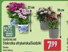 GARDENLINE Stokrotka afrykańska/Goździki