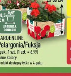 Gardenline Pelargonia/Fuksja