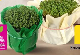 Rzeżucha w doniczce