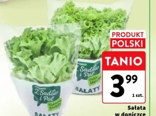 Sałata w doniczce batawska, multicolor, karbowana, masłowa