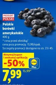 Polskie borówki amerykańskie