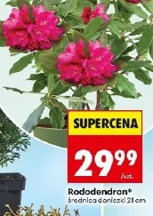 Rododendron średnica doniczki 21 cm
