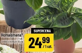 Homalomena