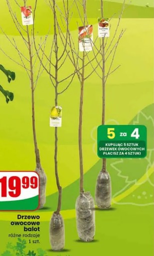 Drzewo owocowe balot