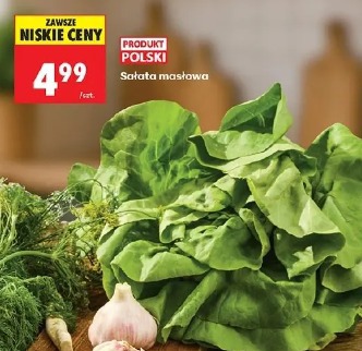 Sałata masłowa