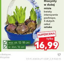 Hiacynty w dużej doniczce