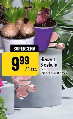 Hiacynt 3 cebule