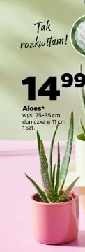 Aloes