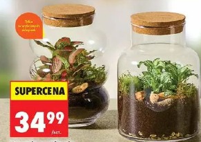 Terrarium z fitonią