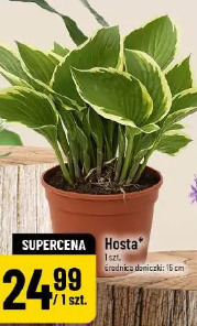Hosta