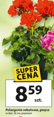 Pelargonia rabatowa, pnąca