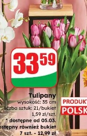 Tulipany