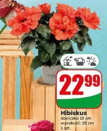 Hibiskus