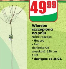 Wierzba szczepiona na pniu