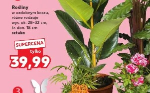 Rośliny w ozdobnym koszu