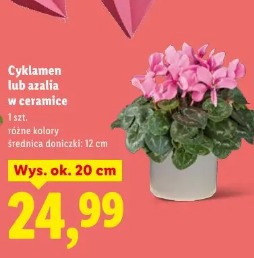 Cyklamen lub azalia w ceramice