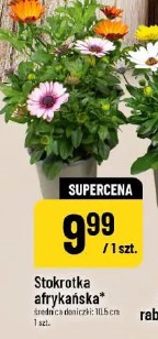 Stokrotka afrykańska
