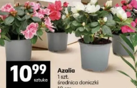 Azalia