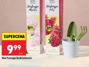 Hortensja bukietowa