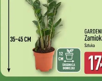 Gardenline Zamiokulkas