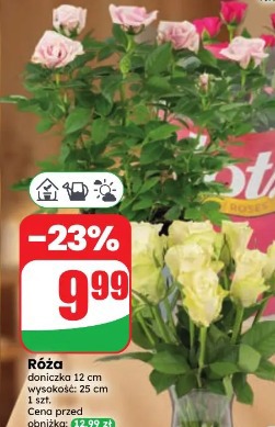 Róża