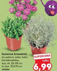 Jesienne krzewinki
