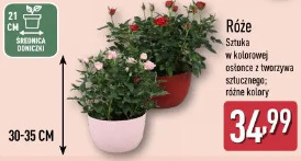 Róże w kolorowej osłonce z tworzywa sztucznego