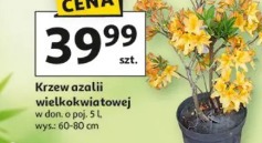 Krzew azalii wielkokwiatowej