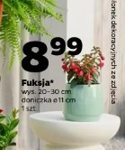 Fuksja