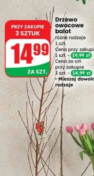 Drzewo owocowe balot