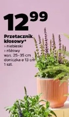 Przetacznik kłosowy