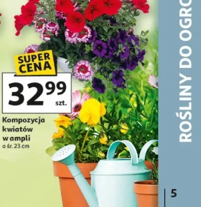 Kompozycja kwiatów w ampli