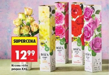 Krzew róże pnące XXL