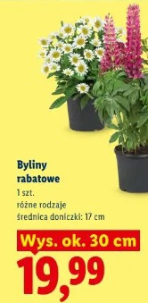 Byliny rabatowe