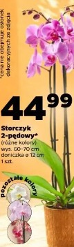 Storczyk 2-pędowy