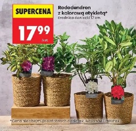 Rododendron z kolorową etykietą