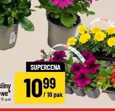 Supertunia