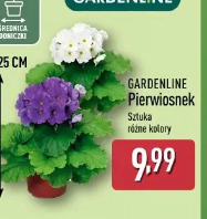 Gardenline Pierwiosnek