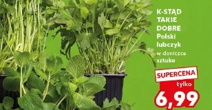 K-Stąd Takie Dobre Polski lubczyk w doniczce