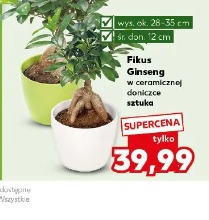 Fikus Ginseng w ceramicznej doniczce